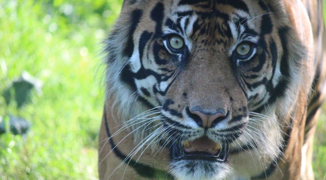 So tell me your faults