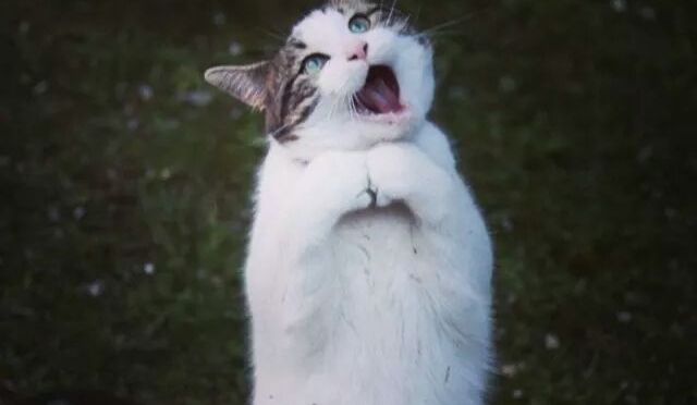 The Cat’s in The Cradle