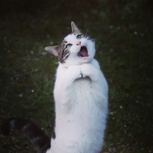 The Cat’s in The&nbsp;Cradle